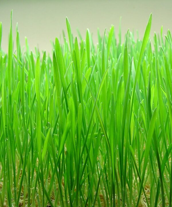 does-wheatgrass-have-gluten-is-wheatgrass-gluten-free