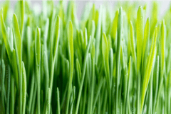 Benefits Of Barley Grass