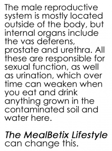 The male reproductive system is mostly located outside of the body, but internal organs include the vas deferens, prostate and urethra. All these are responsible for sexual function, as well as urination, which over time can weaken when you eat and drink anything grown in the contaminated soil and water here.    The MealBetix Lifestyle can change this.
