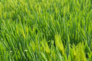Benefits Of Barley Grass