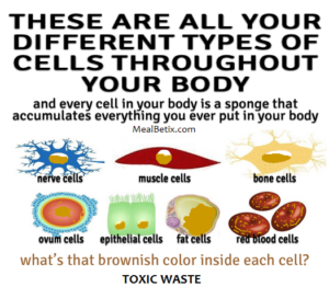 mercury in your cells