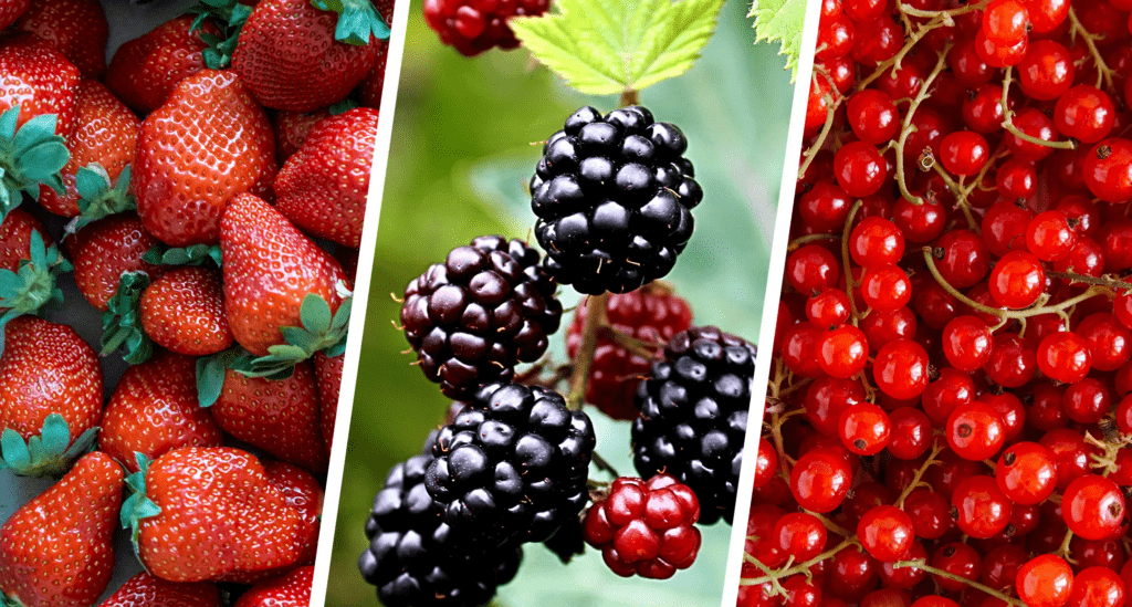 Which Are The Healthiest Berries