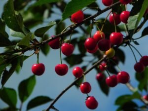 Uncover The Health Benefits of Eating Cherries Daily