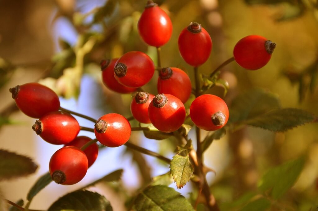 rose hip, fruits, plant, rose haw, rose hep, red fruits, branch, nature, fall, autumn, closeup, rose hip, rose hip, rose hip, fruits, fruits, fall, autumn, autumn, autumn, autumn, autumn