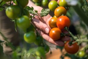 Side Effects of Glyphosate in Food