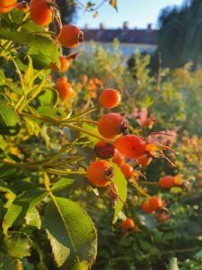 Discover the Amazing Benefits of Rosehips for Your Health