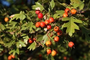 Health Benefits Of Cranberries