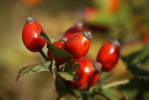 Discover the Amazing Benefits of Rosehips for Your Health