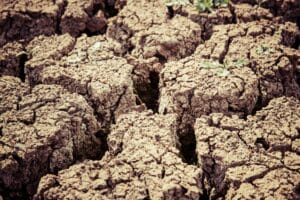 is there glyphosate on organic food?