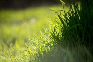does wheatgrass have gluten?